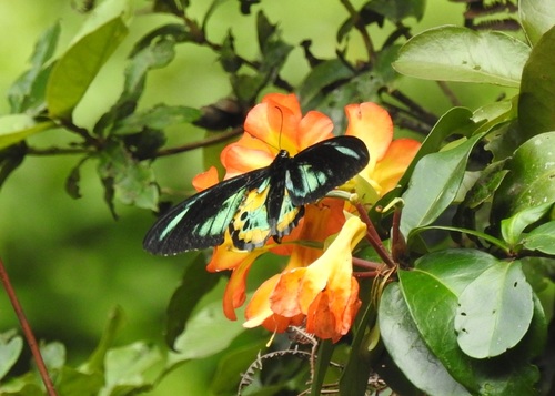 Rothschild’s Birdwing (Ornithoptera rothschildi) · iNaturalist