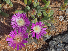 Drosanthemum oculatum