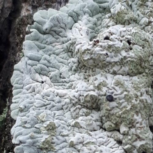 White Pleated Lichen