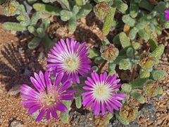 Drosanthemum oculatum