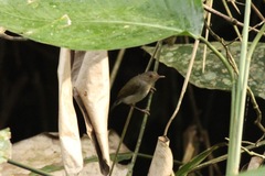 Camaroptera chloronota