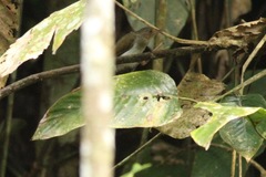 Camaroptera chloronota