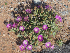 Drosanthemum oculatum