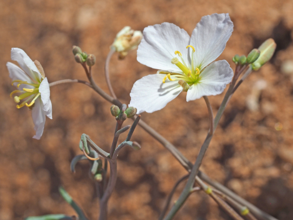 Heliophila seselifolia