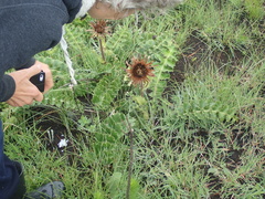 Berkheya macrocephala