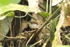 Camaroptera chloronota