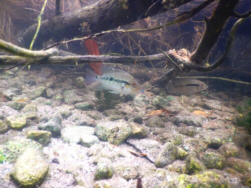 Emerald cichlid (Cribroheros robertsoni) — Cichlidae — 5