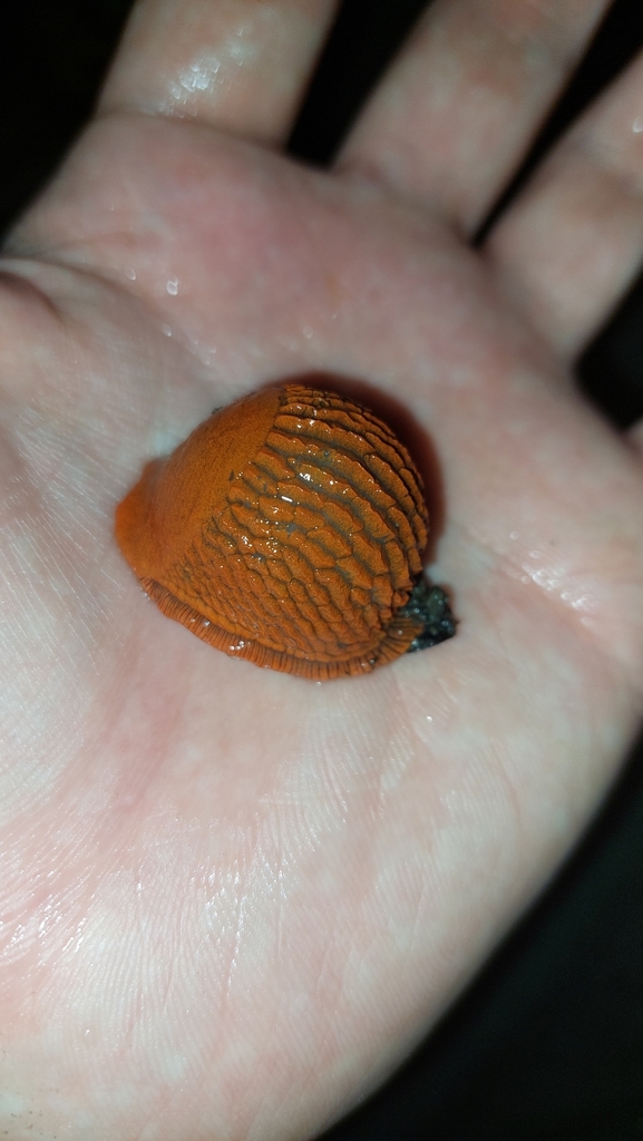Arion ater ruber