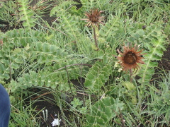 Berkheya macrocephala