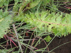 Berkheya macrocephala