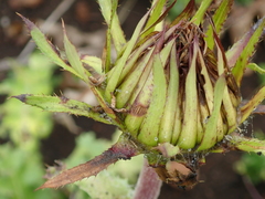 Berkheya macrocephala