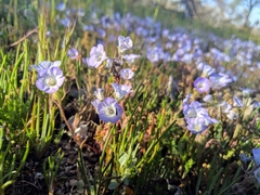 Phacelia douglasii