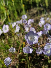 Phacelia douglasii
