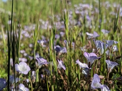 Phacelia douglasii
