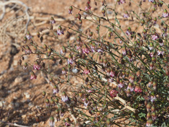 Hermannia heterophylla