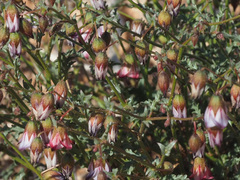 Hermannia heterophylla