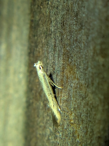 Stereomita andropogonis photo 3