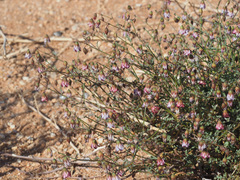 Hermannia heterophylla