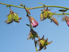 Hermannia heterophylla
