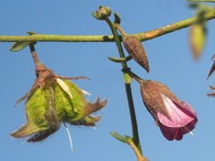 Hermannia heterophylla