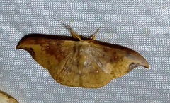 Tridrepana examplata