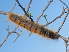 Bombycomorpha bifascia