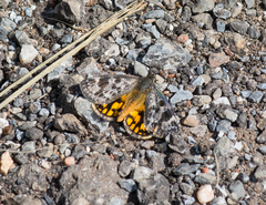 Synemon parthenoides