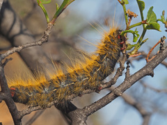 Bombycomorpha bifascia