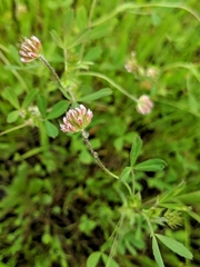 Trifolium bifidum
