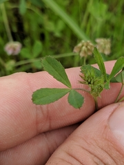 Trifolium bifidum