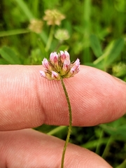 Trifolium bifidum