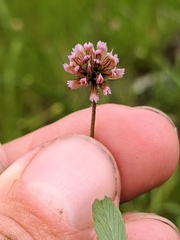 Trifolium bifidum
