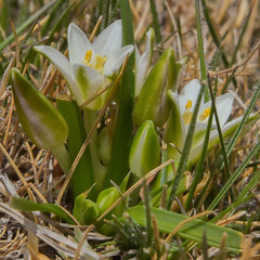 Ornithogalum sephtonii
