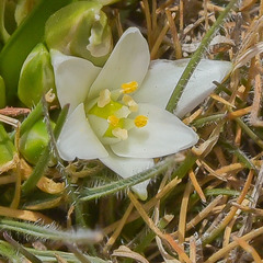 Ornithogalum sephtonii