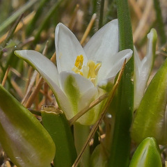 Ornithogalum sephtonii