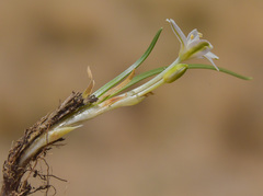 Ornithogalum sephtonii