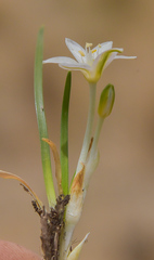 Ornithogalum sephtonii