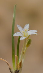 Ornithogalum sephtonii