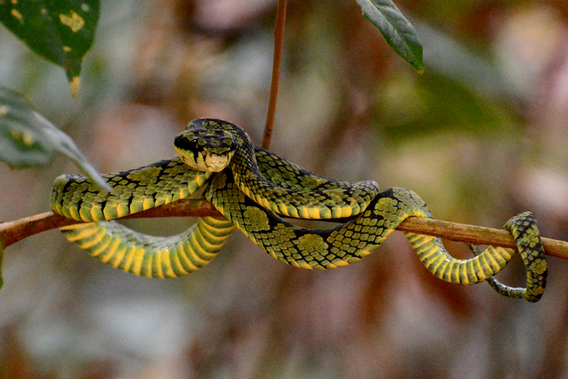 Green Bush Viper (Atheris chlorechis) · iNaturalist Guatemala