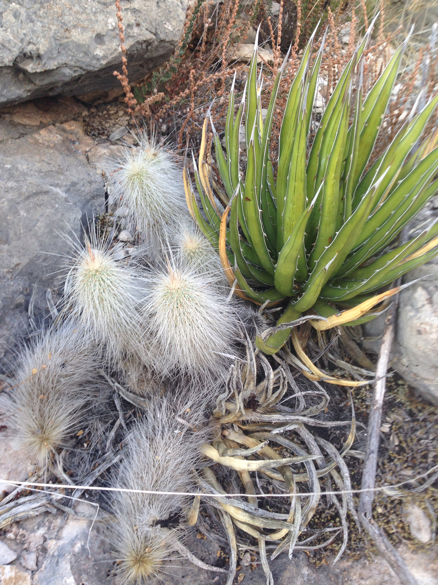 Echinocereus longisetus ssp. longisetus