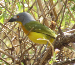 Malaconotus blanchoti