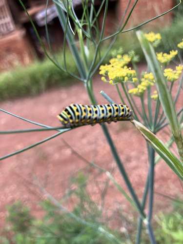 Old World Swallowtail