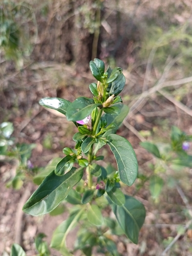Cape Justice (Justicia capensis)