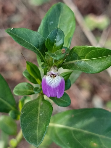 Justicia capensis, photograph 5