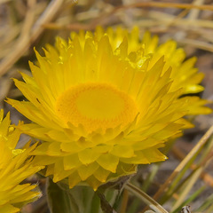 Helichrysum aureum