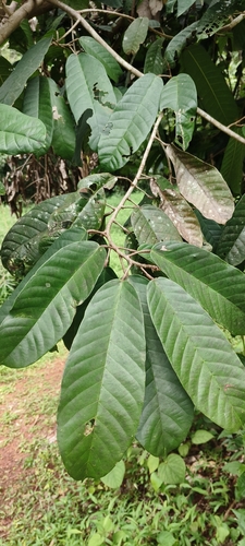 White Damar (Vateria indica)