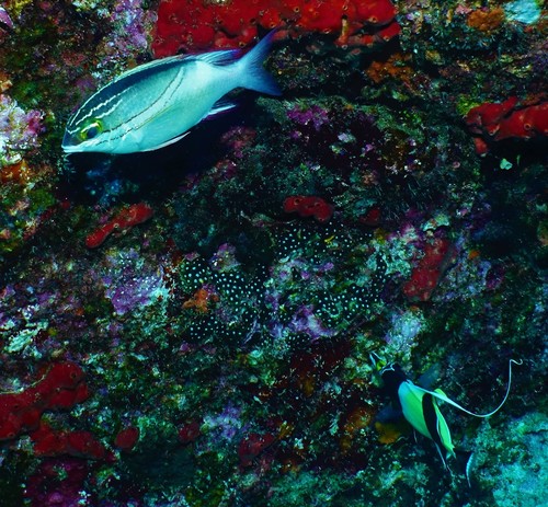 Bridled Monocle Bream — seen at this dive site