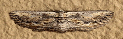 Hebdomophruda
