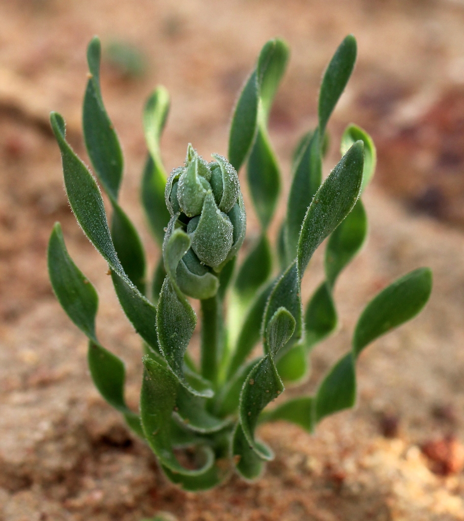 Albuca ciliaris, Vanrhynsdorp, West Coast DC, South Africa