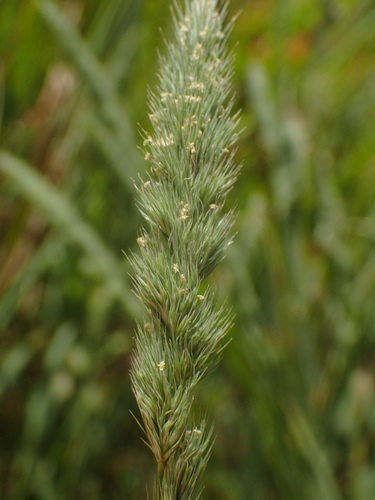 Muhlenbergia racemosa, 2025-09-01